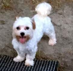 Maltese-Unknown Mix Dogs for adoption in Suffolk, VA, USA