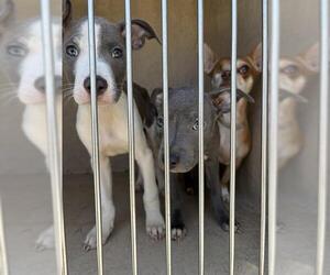 American Pit Bull Terrier-Unknown Mix Dogs for adoption in Oklahoma City, OK, USA