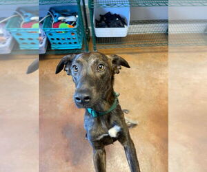 Mountain Cur-Plott Hound Mix Dogs for adoption in Bolivar, MO, USA