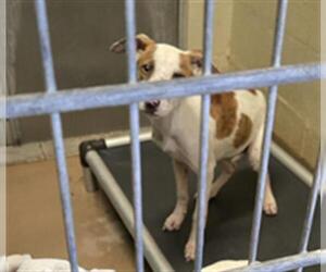 American Pit Bull Terrier Dogs for adoption in Texas City, TX, USA
