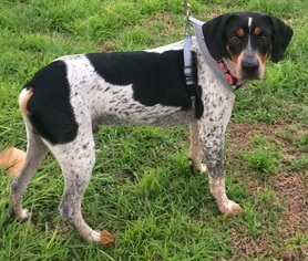 Bluetick Coonhound Dogs for adoption in Fort Pierce, FL, USA
