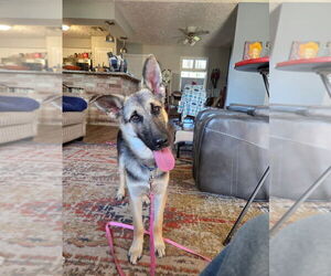 German Shepherd Dog Dogs for adoption in San Leon, TX, USA