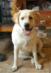 Labrador Retriever Dogs for adoption in Yucaipa, CA, USA