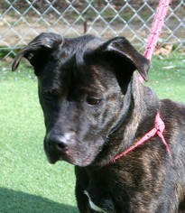 Plott Hound-Unknown Mix Dogs for adoption in Asheville, NC, USA