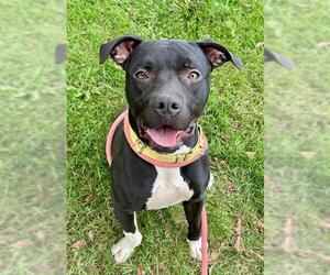 American Pit Bull Terrier Dogs for adoption in Sacramento, CA, USA