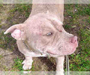Bulldog Dogs for adoption in Sugar Land, TX, USA