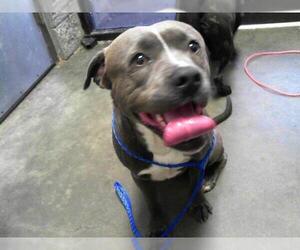 American Pit Bull Terrier-Unknown Mix Dogs for adoption in Tulsa, OK, USA