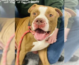 American Staffordshire Terrier-Unknown Mix Dogs for adoption in Westminster, MD, USA