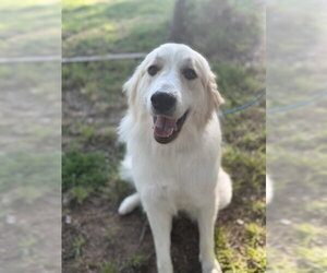 Great Pyrenees Dogs for adoption in Bend, OR, USA