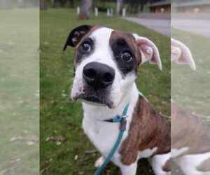 American Pit Bull Terrier-Unknown Mix Dogs for adoption in Tacoma, WA, USA