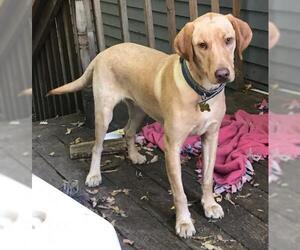 Labrador Retriever Dogs for adoption in St. Louis Park, MN, USA