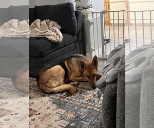 German Shepherd Dog Dogs for adoption in Polson, MT, USA