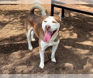 American Pit Bull Terrier-Siberian Husky Mix Dogs for adoption in Orange, CA, USA