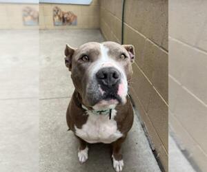 American Pit Bull Terrier Dogs for adoption in Santa Maria, CA, USA