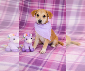 Golden Labrador Dogs for adoption in Mt. Laurel, NJ, USA