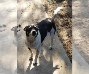Jack Russell Terrier-Unknown Mix Dogs for adoption in Los Banos, CA, USA