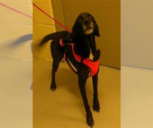 Labrador Retriever-Unknown Mix Dogs for adoption in Sanford, FL, USA