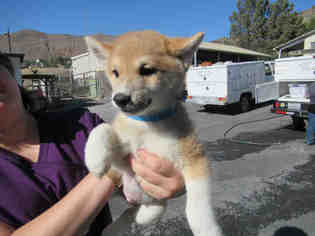 Shiba Inu Dogs for adoption in Norco, CA, USA