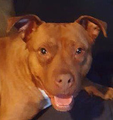 American Pit Bull Terrier-Unknown Mix Dogs for adoption in Westmont, IL, USA