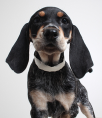 Medium Photo #1 Bluetick Coonhound Puppy For Sale in Eden Prairie, MN, USA