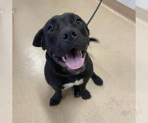 American Pit Bull Terrier-Unknown Mix Dogs for adoption in Placerville, CA, USA