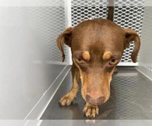 Dachshund Dogs for adoption in Bakersfield, CA, USA