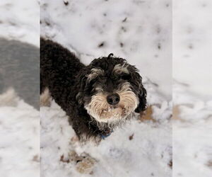 Poodle (Toy)-Unknown Mix Dogs for adoption in Boston, MA, USA
