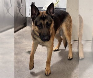 German Shepherd Dog Dogs for adoption in Forestville, MD, USA