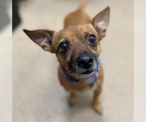 Chihuahua Dogs for adoption in Aurora, CO, USA