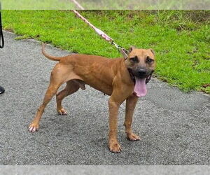 American Pit Bull Terrier Dogs for adoption in Ocala, FL, USA