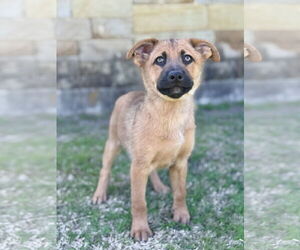 Mutt Dogs for adoption in PIPE CREEK, TX, USA