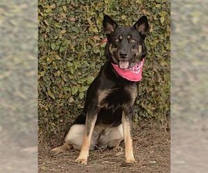 Australian Kelpie-Unknown Mix Dogs for adoption in Dana Point, CA, USA
