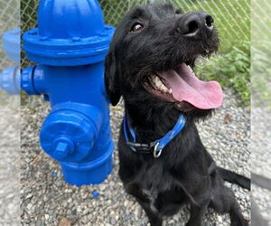 Labrador Retriever-Unknown Mix Dogs for adoption in Anchorage, AK, USA