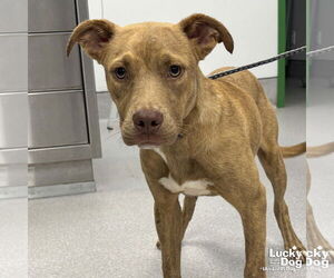 Retriever -Unknown Mix Dogs for adoption in Washington, DC, USA