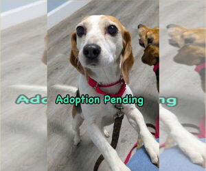 Beagle Dogs for adoption in Dunnellon, FL, USA