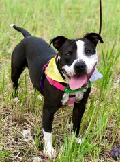 American Staffordshire Terrier-Unknown Mix Dogs for adoption in Lockport, IL, USA
