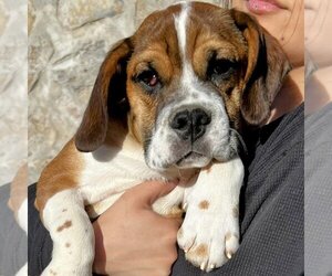 Boxer Dogs for adoption in Vail, AZ, USA