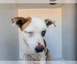Staffordshire Bull Terrier-Unknown Mix Dogs for adoption in Houston, TX, USA