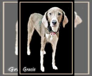 Black and Tan Coonhound-Labrador Retriever-Unknown Mix Dogs for adoption in Geneva, OH, USA