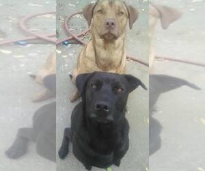 Labrador Retriever-Unknown Mix Dogs for adoption in Battle Ground, WA, USA