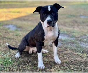 Mutt Dogs for adoption in St. Cloud, FL, USA