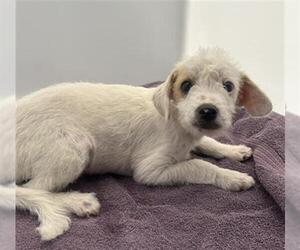 Mutt Dogs for adoption in Redlands, CA, USA