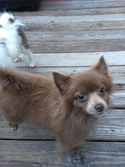 Pomeranian Dogs for adoption in Forest, VA, USA