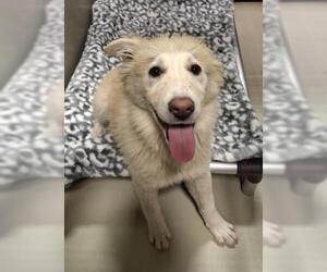 Great Pyrenees-Unknown Mix Dogs for adoption in Bakersfield, CA, USA
