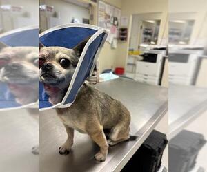 Chihuahua Dogs for adoption in Camarillo, CA, USA