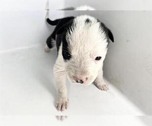 Labrador Retriever Dogs for adoption in Houston, TX, USA