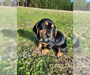 Basset Hound-Unknown Mix Dogs for adoption in garner, NC, USA