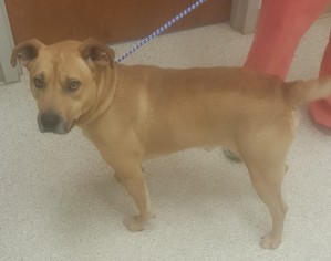 Mutt Dogs for adoption in Weatherford, OK, USA
