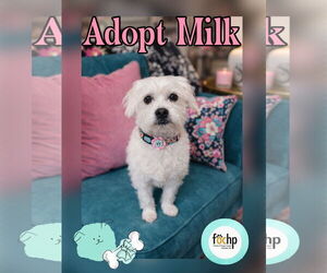 Shih Tzu Dogs for adoption in Menifee, CA, USA