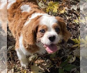 Cavalier King Charles Spaniel Dogs for adoption in Minneapolis, MN, USA